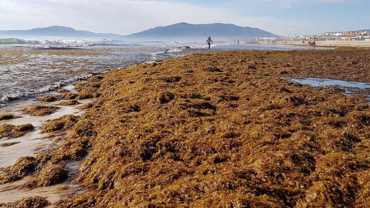 La crisis de los pescadores de Conil ante la invasión del alga asiática