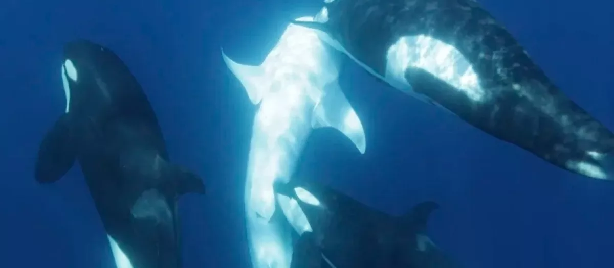 Las orcas perfeccionan la caza en manada contra los tiburones ballena en el Golfo de California
